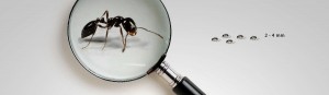 la fourmis noire