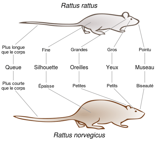 différence entre rats noirs et rats bruns