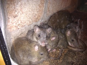 Dératisation nid de rats