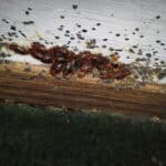 Grosse infestation de punaises de lits à Bruxelles