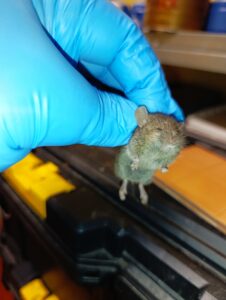 traitement souris airsoft services