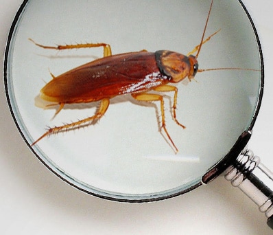 Cafards sous la loupe