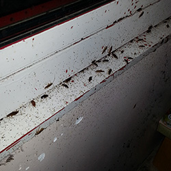 Les fèces de cafards ressemblent à du café moulu.