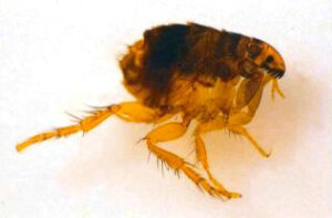 Catflea small
