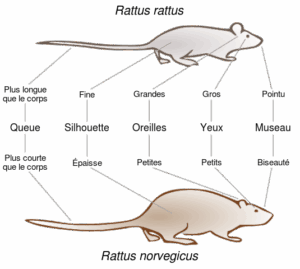 Comparaison_rat_noir_rat_brun_FR.svg_