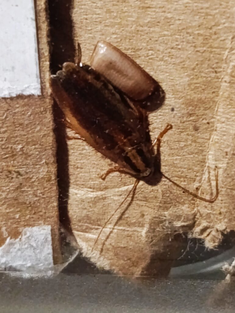 traitement cafards appartement