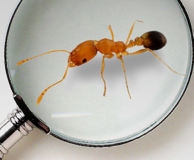 Fourmi agrandie sous une loupe.