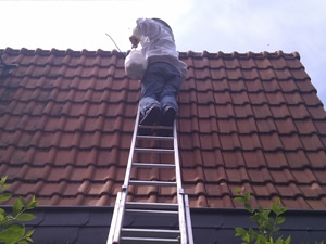 Traitement guêpes en toiture