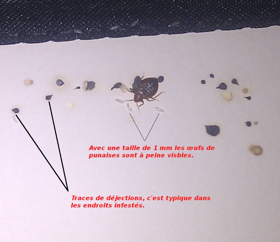 punaises de lit + œufs